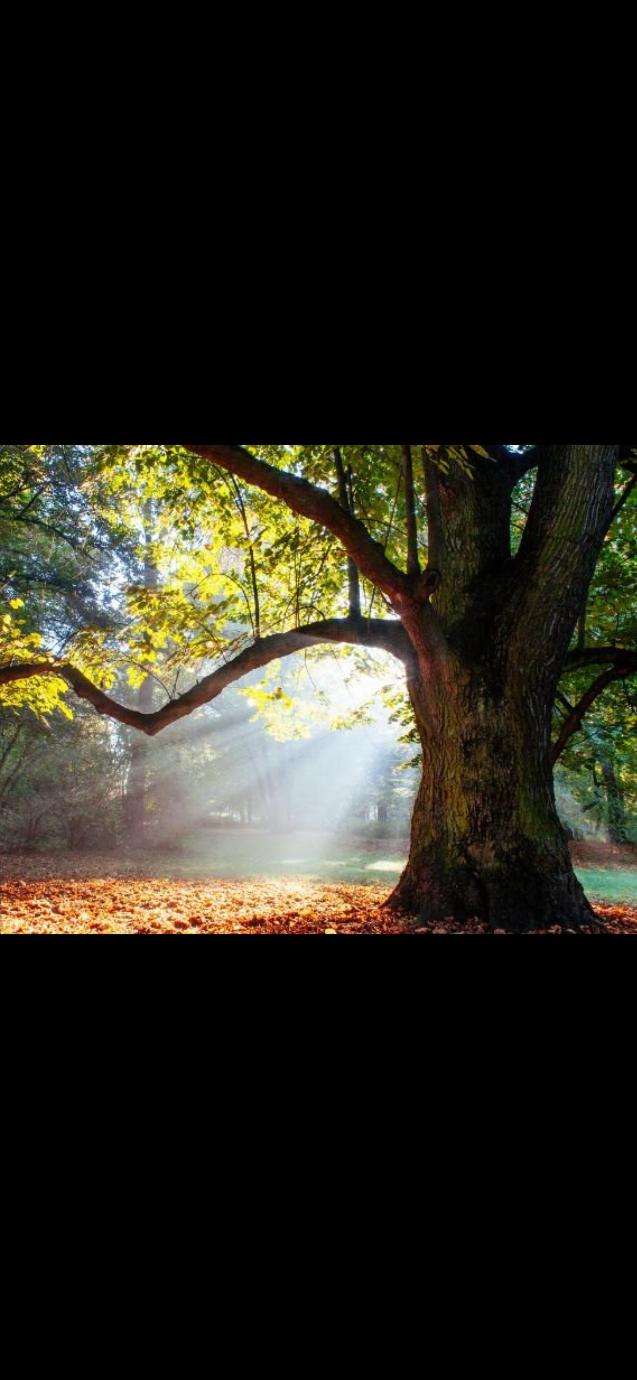 Oak